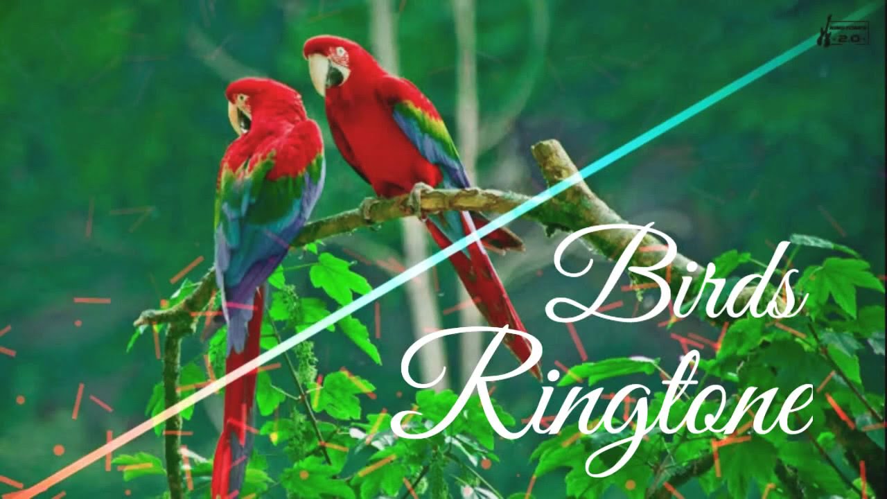 Birds Ringtone  Sweet Voice  New Ringtones 2020  Ringtones 2O 