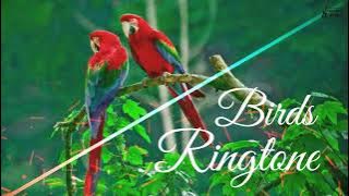 Birds Ringtone || Sweet Voice || New Ringtones 2020 || Ringtones 2.O ||