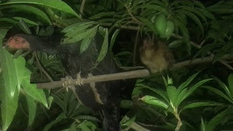 Chicken sleep on the tree /they don’t want to sleep in cage 🏠