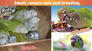 Small conures full care,pet and breeding tips in tamil...