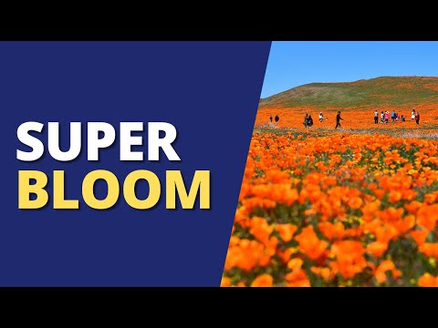 Video: Quando e dove vedere i California Super Blooms