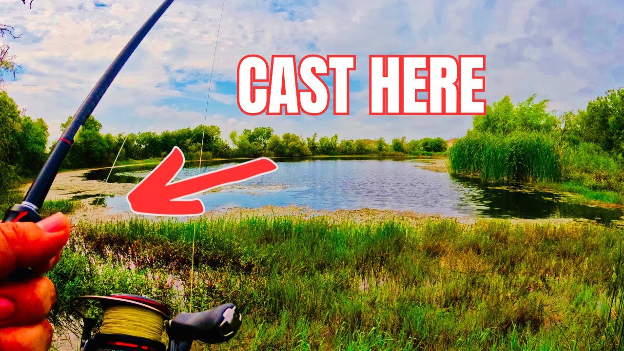 EPIC Fall BASS Fishing BASICS in San Antonio, Texas #bassfishing #fishing #fish