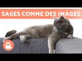 Races de chats les plus calmes  top 10