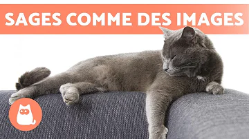 Quelle race de chat calme et câlin