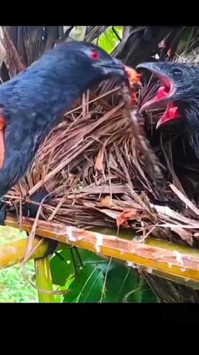 Viral Kecanduan Lagu Ini #guetunjukin #rumahsudahjadi #short @dewisangdewikhiraniputri80