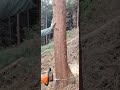 🌲 Big Tree Cutting in One Shot