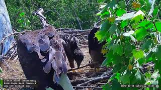 Little Miami Conservancy Bald Eagle 11.05.2024 15:23