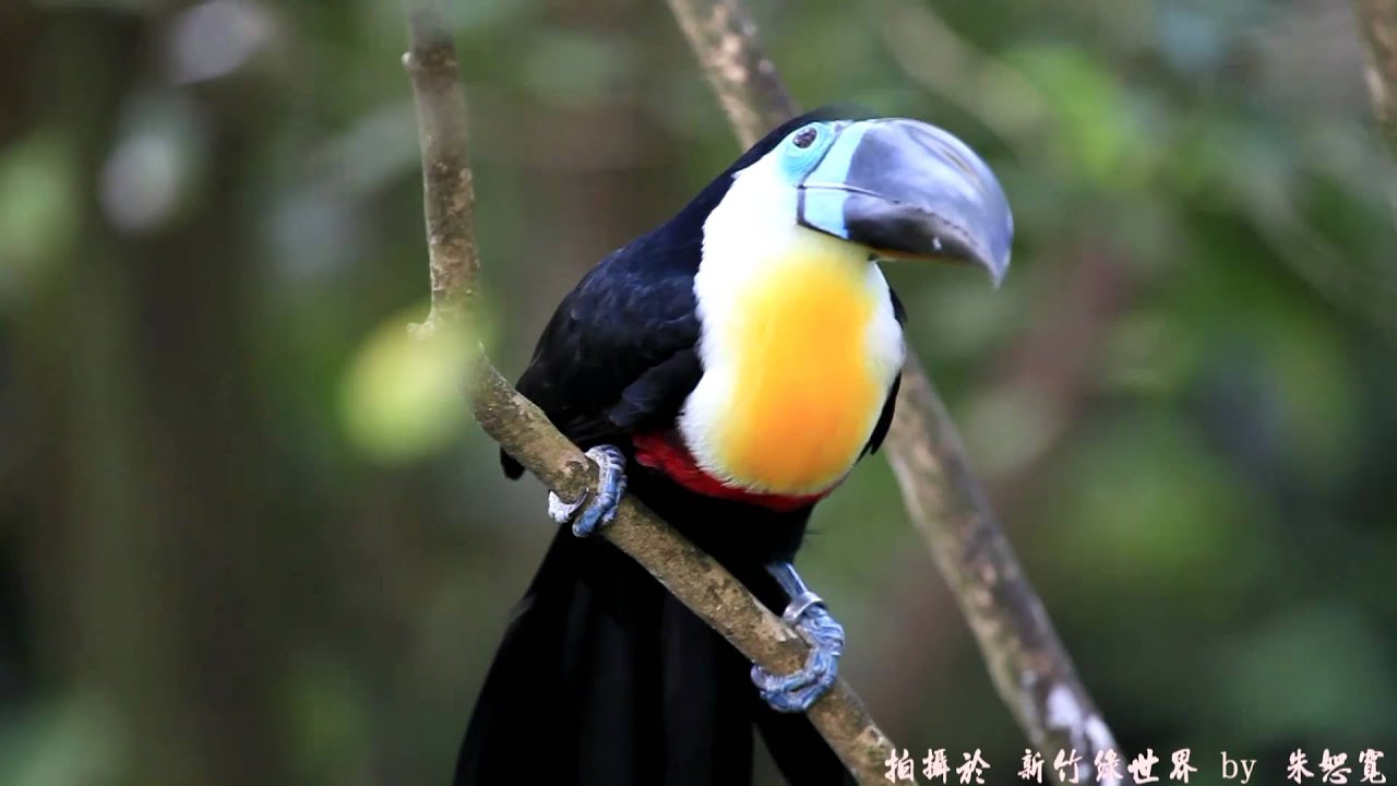 大嘴鳥之除了吃以外我最愛 綠世界生態農場拍攝 Youtube