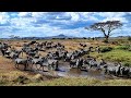 Migrația animalelor din Serengheti Tanzania - o experiență pe care trebuie să o ai odată în viață!