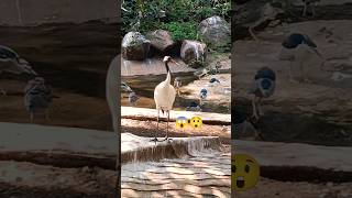 Sarash ka natural style 🐦🌿 | Vlog Shorts #Sarash #SarashBird #CraneBird #BirdVlog#WildlifeShorts