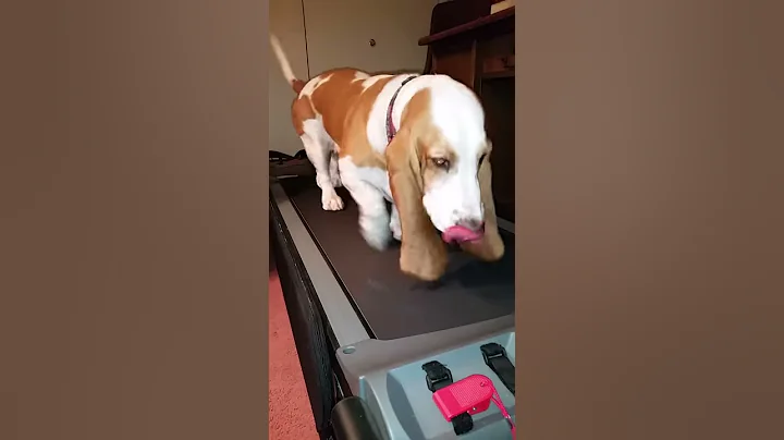 Gidget working out!