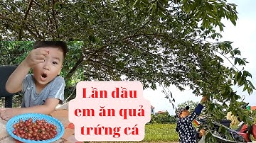 Tác dụng tuyệt vời của quả cây trứng cá có thể bạn chưa biết