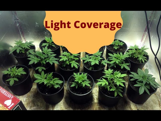 How to Calculate How Much Light Your Plant Is Receiving (Inverse Square Law) class=