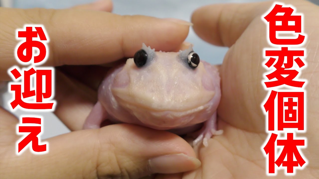 I brought home a super rare Horned Frog [Mutant] - YouTube