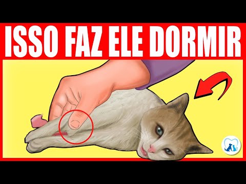 Vídeo: Como podemos obter o nosso gato para dormir à noite?