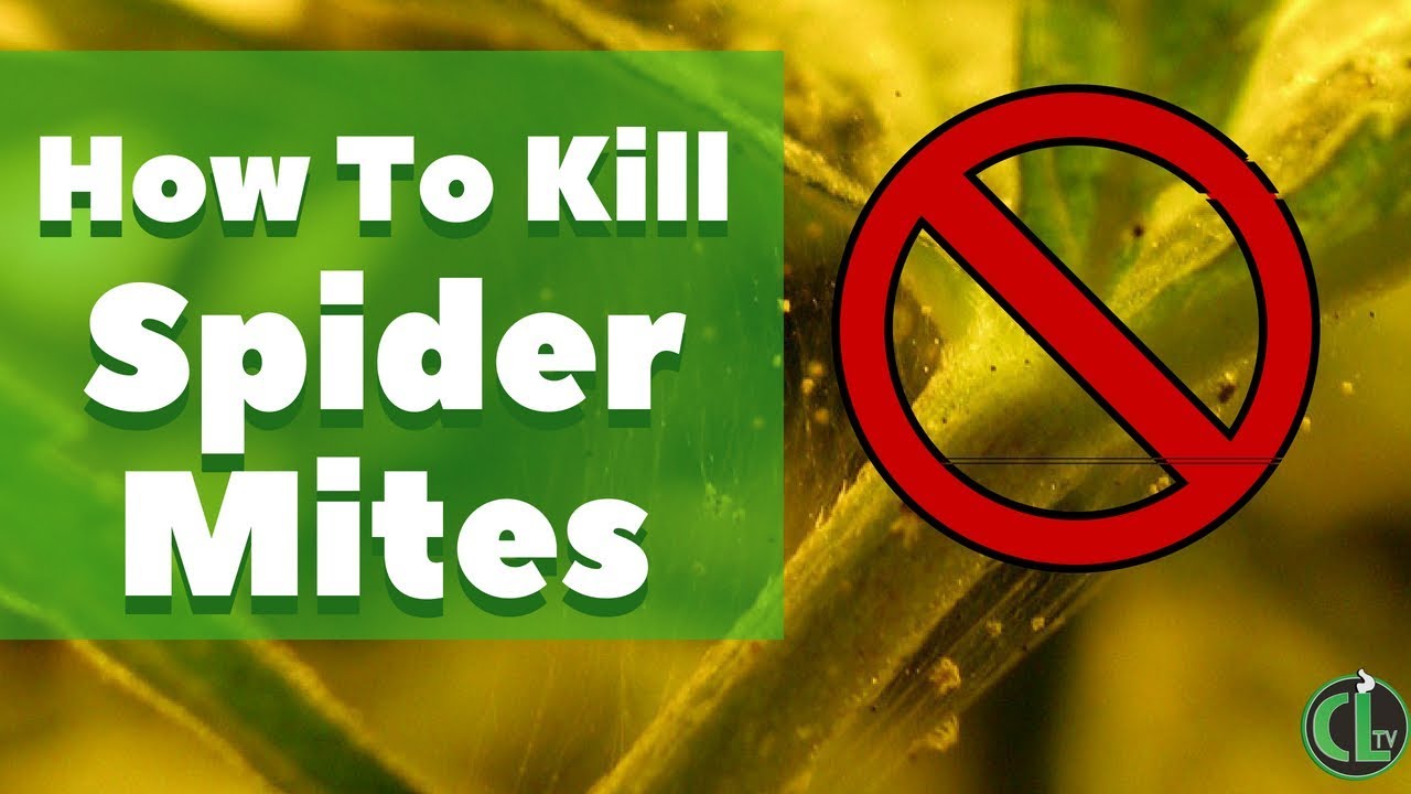 How to Get Rid of Spider Mites on Cannabis Plants: Identifying and Killing Them