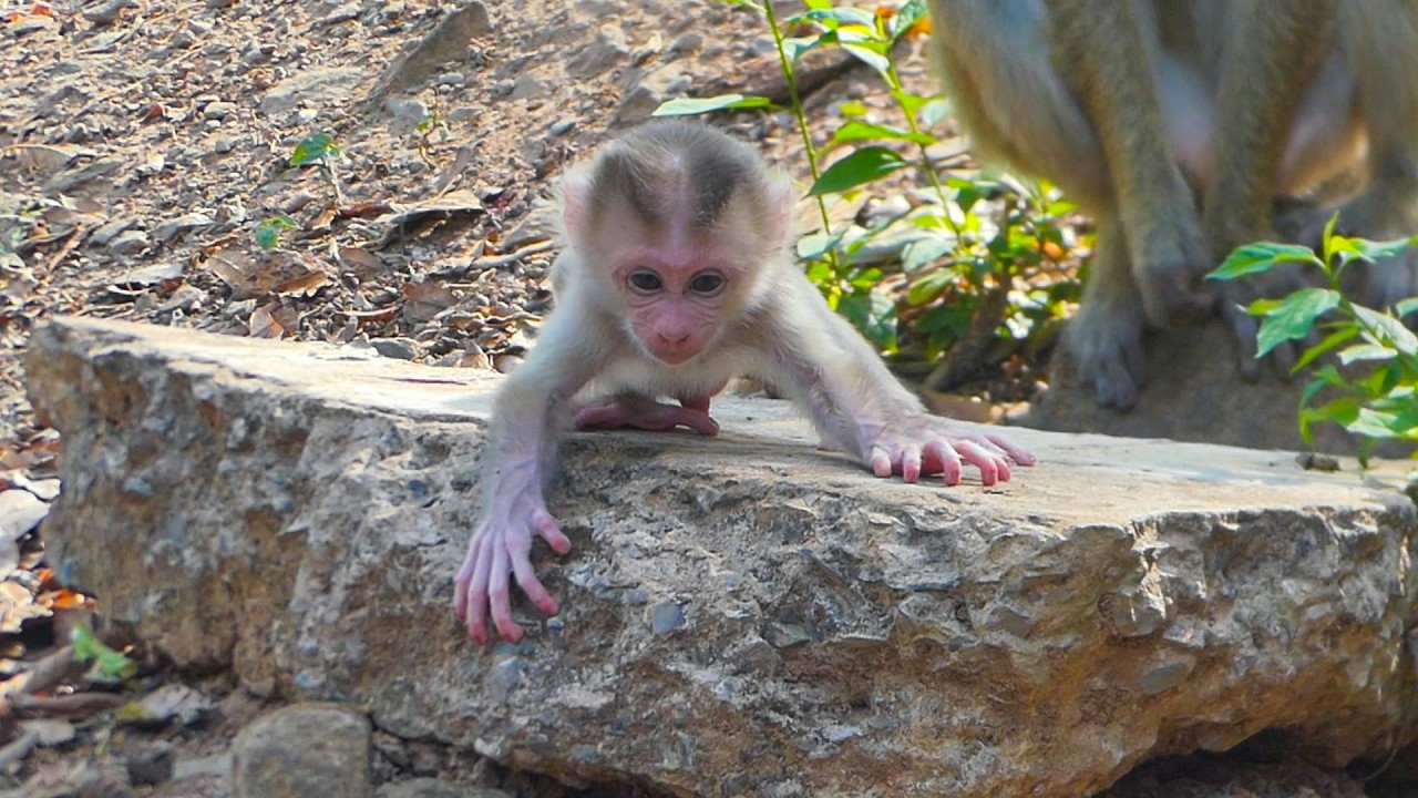 Newborn Levy his mother let him learn how to get down from stone | mama won't allow Rainbow helping
