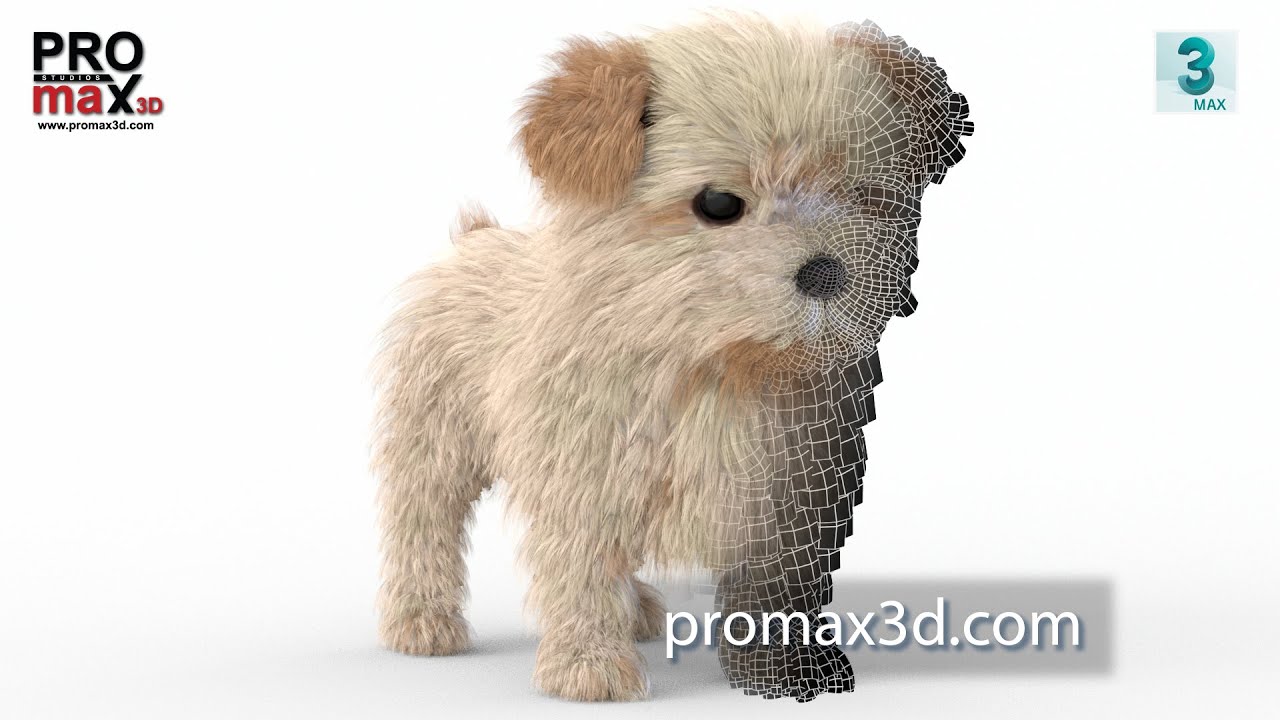 Maltipoo Dog Puppy 3D Model for Download - 3ds Max | PROmax3D