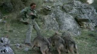 El Hombre y la Tierra-El lobo
