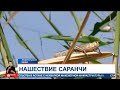 В Актюбинской области нашествие саранчи