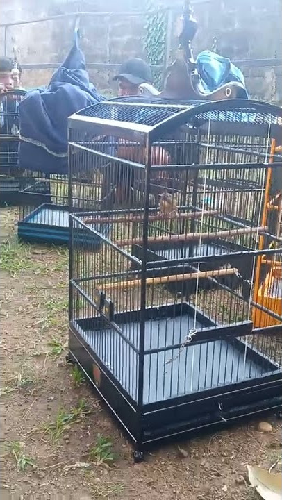 SRDC bali gacor (bintang) sebelum naik gantang