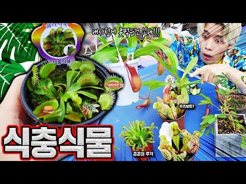 무엇이든 다먹는다는 식충식물을 키우게 되었습니다 허팝 Insect Eating Plant