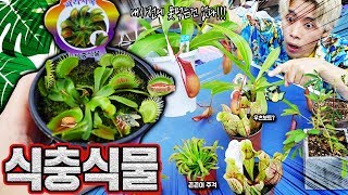 무엇이든 다먹는다는 식충식물을 키우게 되었습니다! - 허팝 (insect-eating plant)