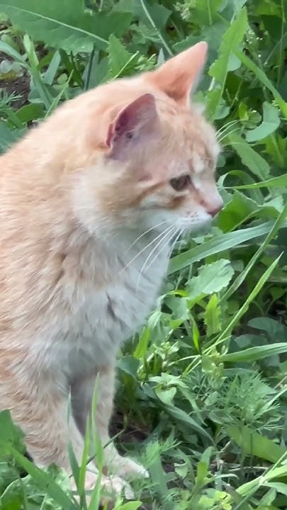 Сільський кіт #cat #pets #funny #animals #nature - YouTube