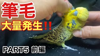 [Parakeet] A large amount of pinfeathers appear!! PART5 first partTelop with English subtitles