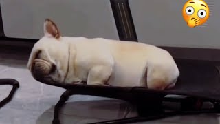 Best Funny Cats And Dogs Videos To Keep You Smiling 😸 by Tiny Funny Paws 4,264 views 1 year ago 4 minutes, 13 seconds
