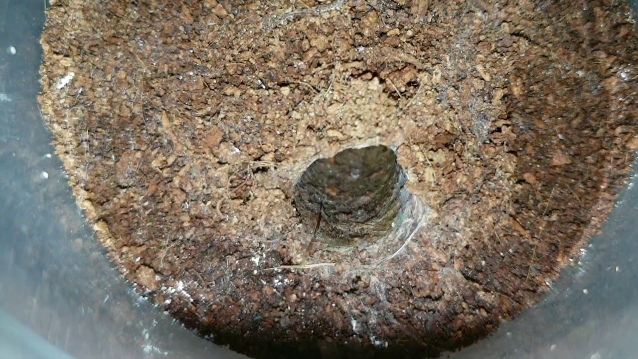 Trapdoor Spider Feeding Fail. Australian Female Arbanitis Species Trap Door. Mygalmorphae