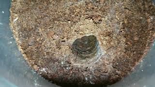 Trapdoor Spider Feeding Fail. Australian Female Arbanitis Species Trap Door. Mygalmorphae