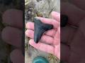 You guys will NOT believe what I found while looking for GIANT shark teeth!
