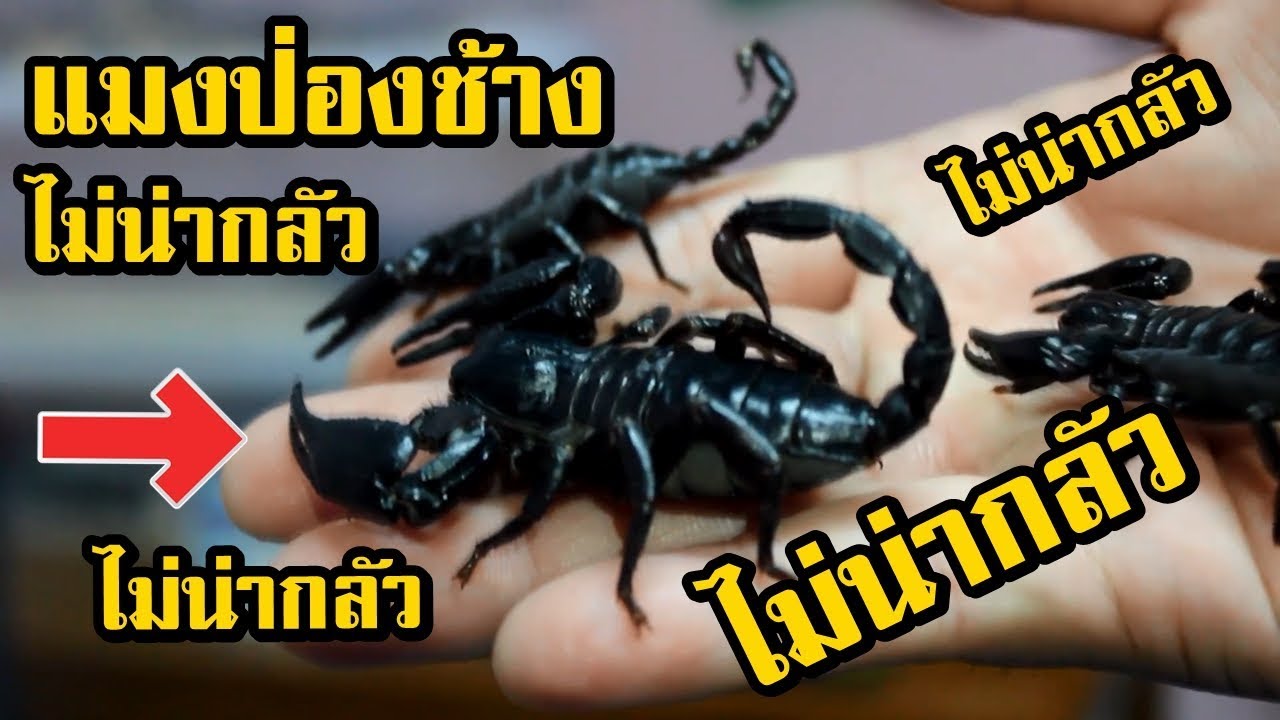 animal and man แมงป่องช้าง ไม่น่ากลัวอย่างที่คิด !!
