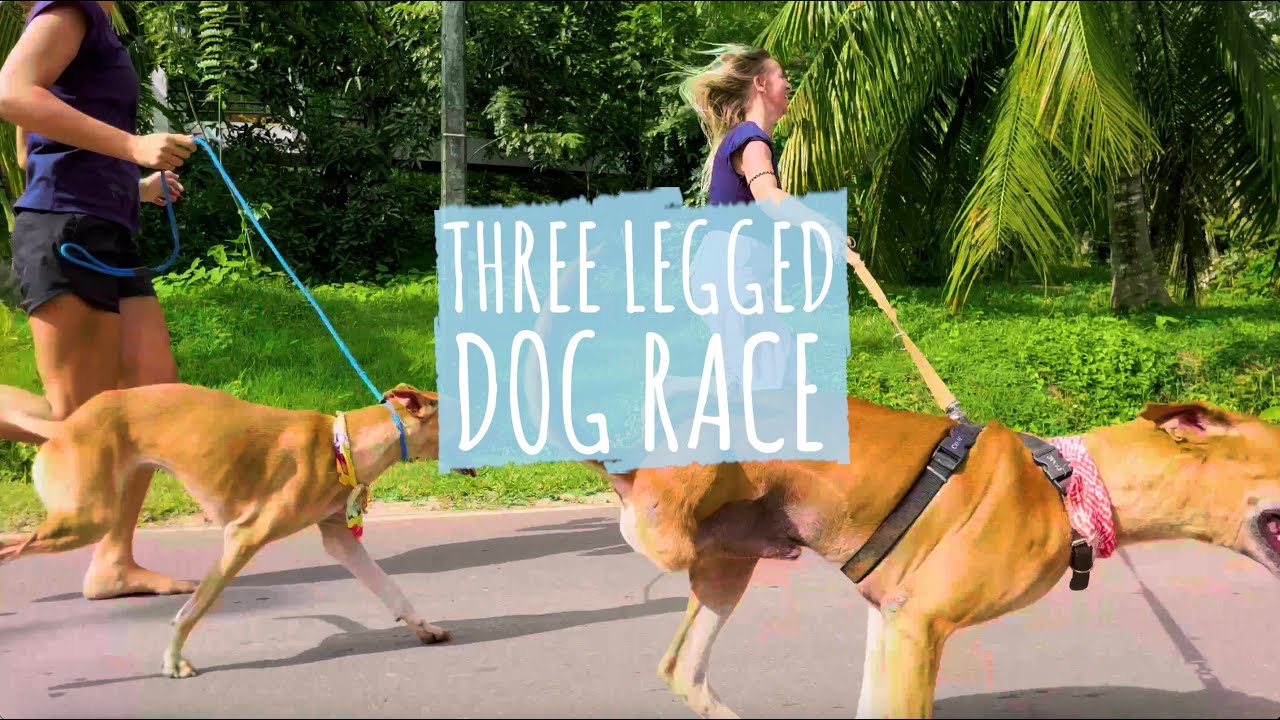 The WECare Three Legged Dog Race - YouTube