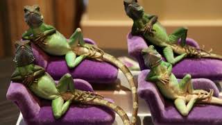 Lounge Lizard - Musical Sound Journey