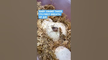 Baby snake takes its first breath of air😍 #ballpython #reptiles #snake #pets #animals #shorts #fyp