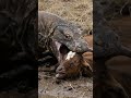Animal Documentary Komodo Dragon Eats Wild Goat Alive