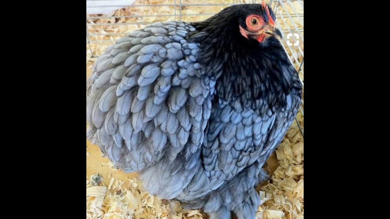 Jual Indukan Doc Anakan Ayam Cochin (Pekins) 0822.3478.9074 
