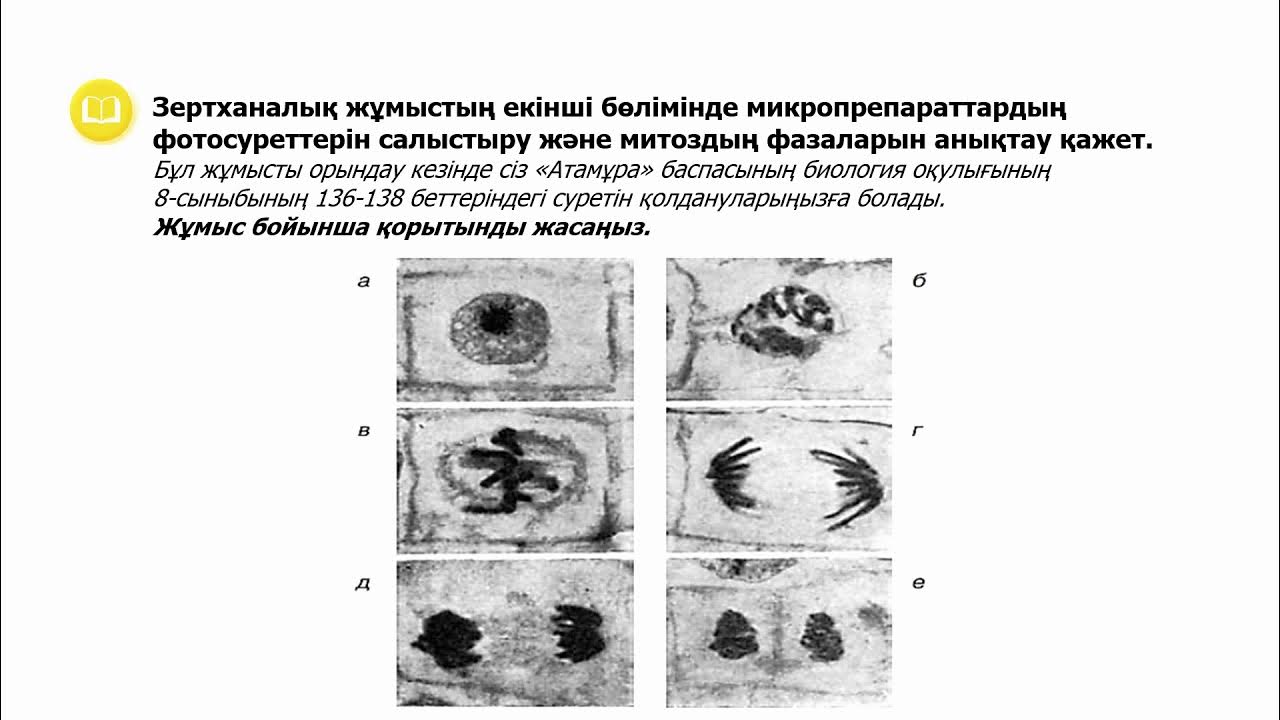 Биология 9 класс лабораторная 3. Фазы митоза 10 класс. Исследование фаз митоза на микропрепарате клеток кончика.