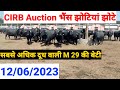 #m29_bull की बेटी #auction_cirb #दूध का #record सबसे अधिक 12/06/2023