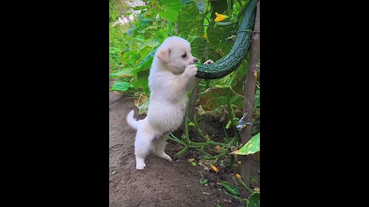 957狗狗也愛吃黃瓜#多元文化 #multikultural #動物 - 天天要聞