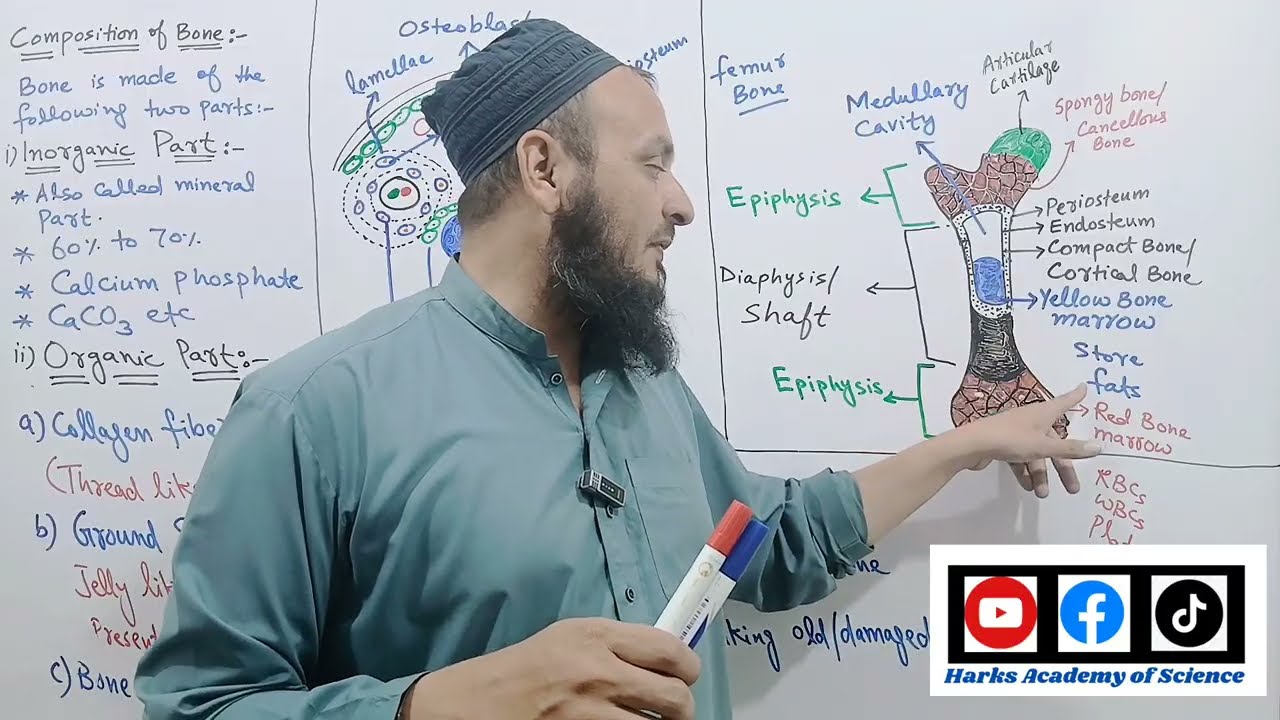 Unit#13 || Lecture#05 || Biology 10th || Topic:- Composition of Bone