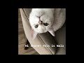 Burmilla cat Nala の動画、YouTube動画。