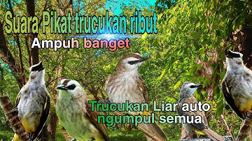 Suara pikat trucuk ribut bnget ampuh sekali gak pake lama | cepat di respon