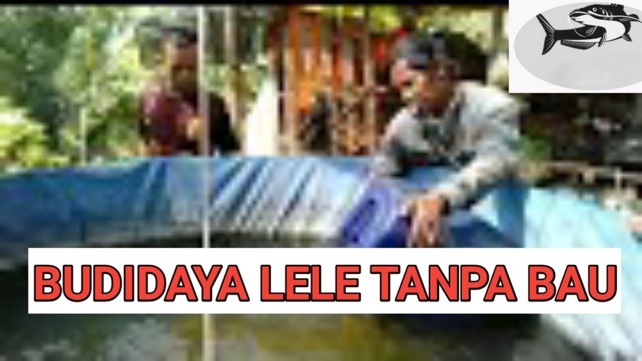 BUDIDAYA LELE TANPA BAU || KOLAM DI HALAMAN RUMAH - YouTube