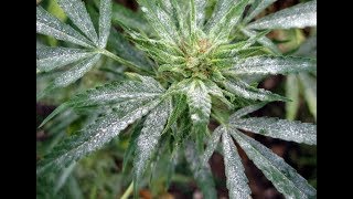Destroy Powdery Mildew- This Works