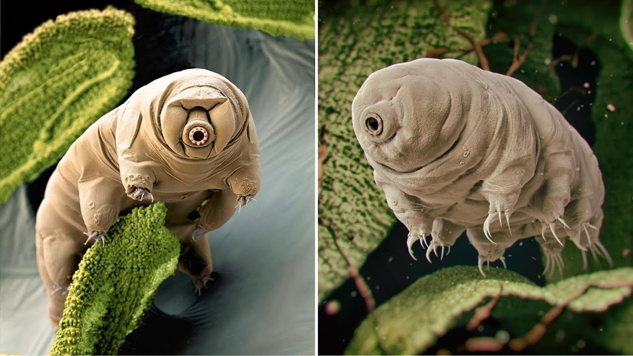 The Tardigrade 🧬💧 Earth’s Toughest Creature  | The Wise Hub 