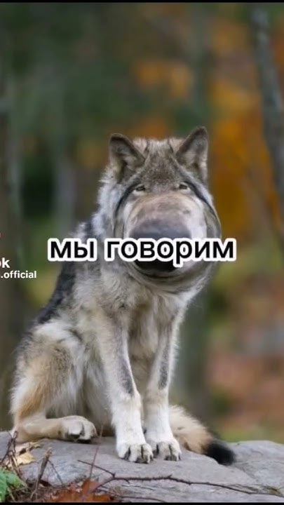 логика#мем - YouTube