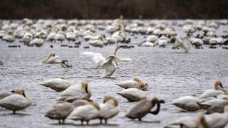 Ducks and Swans on a Rainy Day